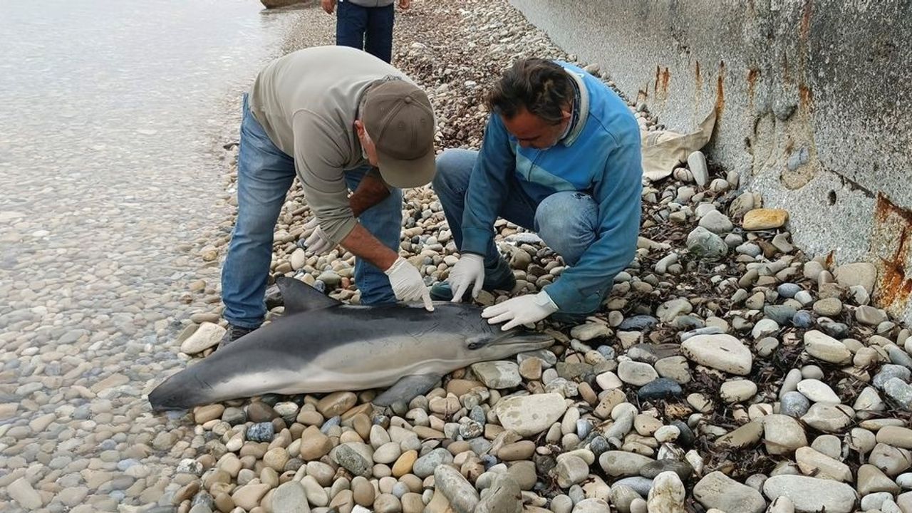 Kuşadası'nda Ölü Tırtak Türü Yunus Bulundu