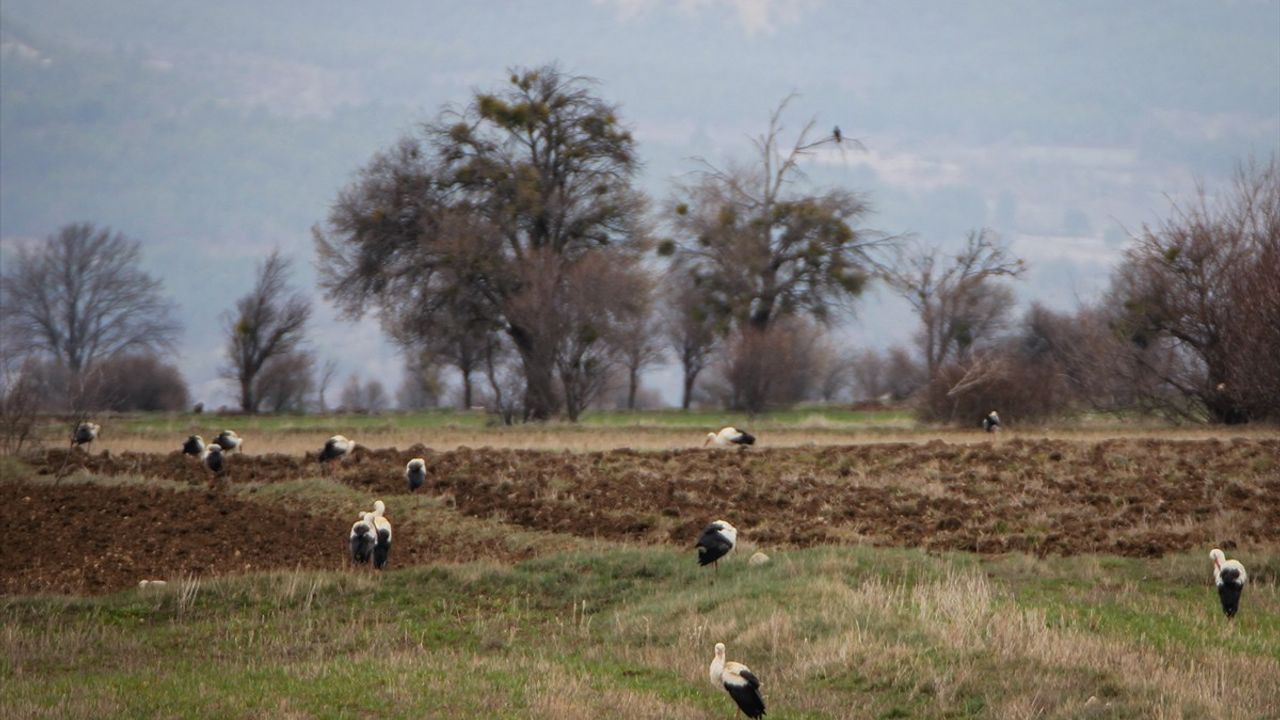 Kütahya'da Göç Eden Leylekler Molada