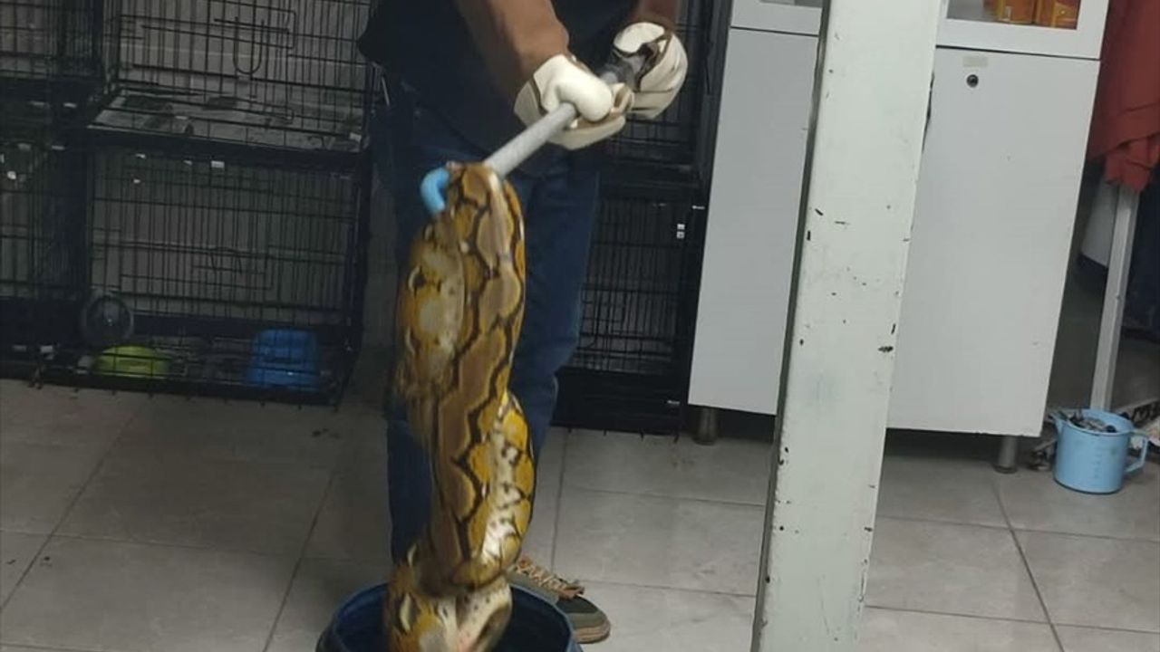 Kütahya'da Yolcu Otobüsünde Piton Bulundu