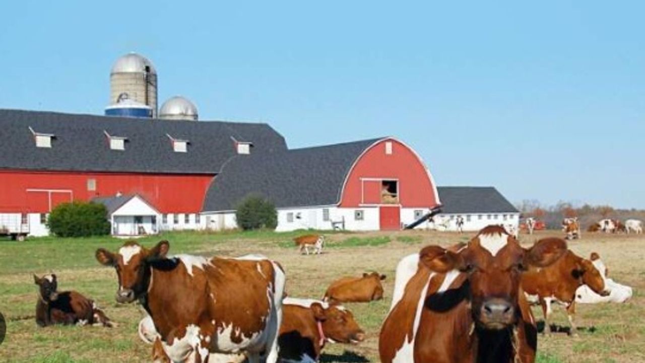 Manisa'da Halk Mandıra Projesi ile Süt Ürünlerine Ulaşım Kolaylaşıyor