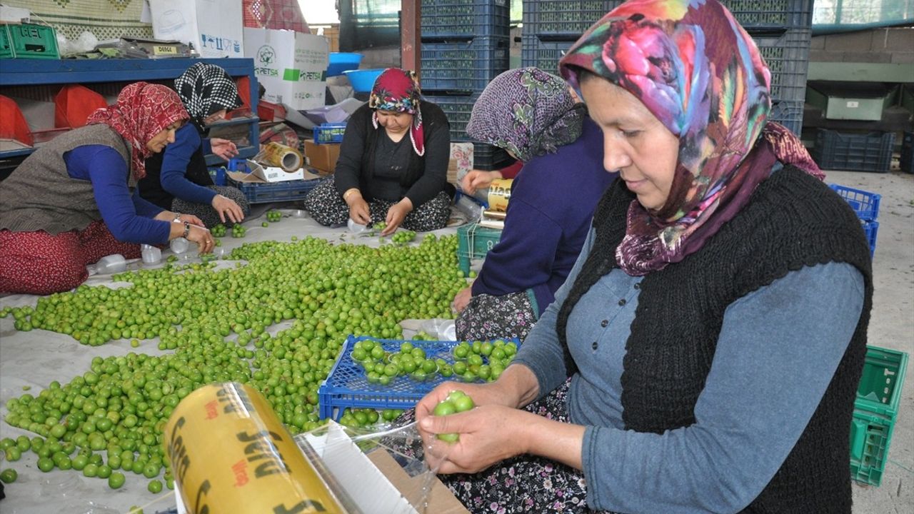 Mersin'de Erik Hasadı Devam Ediyor