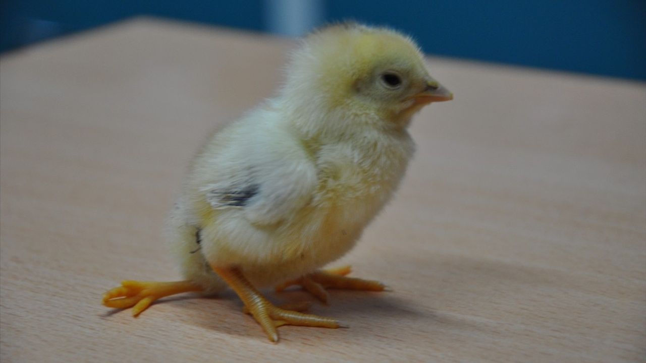 Mersin'de Üç Ayaklı Civciv Doğdu