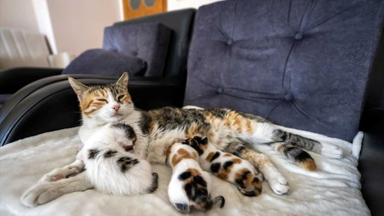 Mersin'deki Camide Doğum Yapan Kedi ve Yavruları Sahiplendirildi