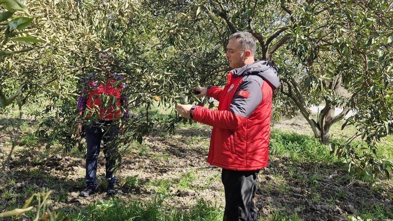 Muğla'da Don Vuran Narenciye Bahçelerinde Hasar Tespit Çalışmaları Sürüyor