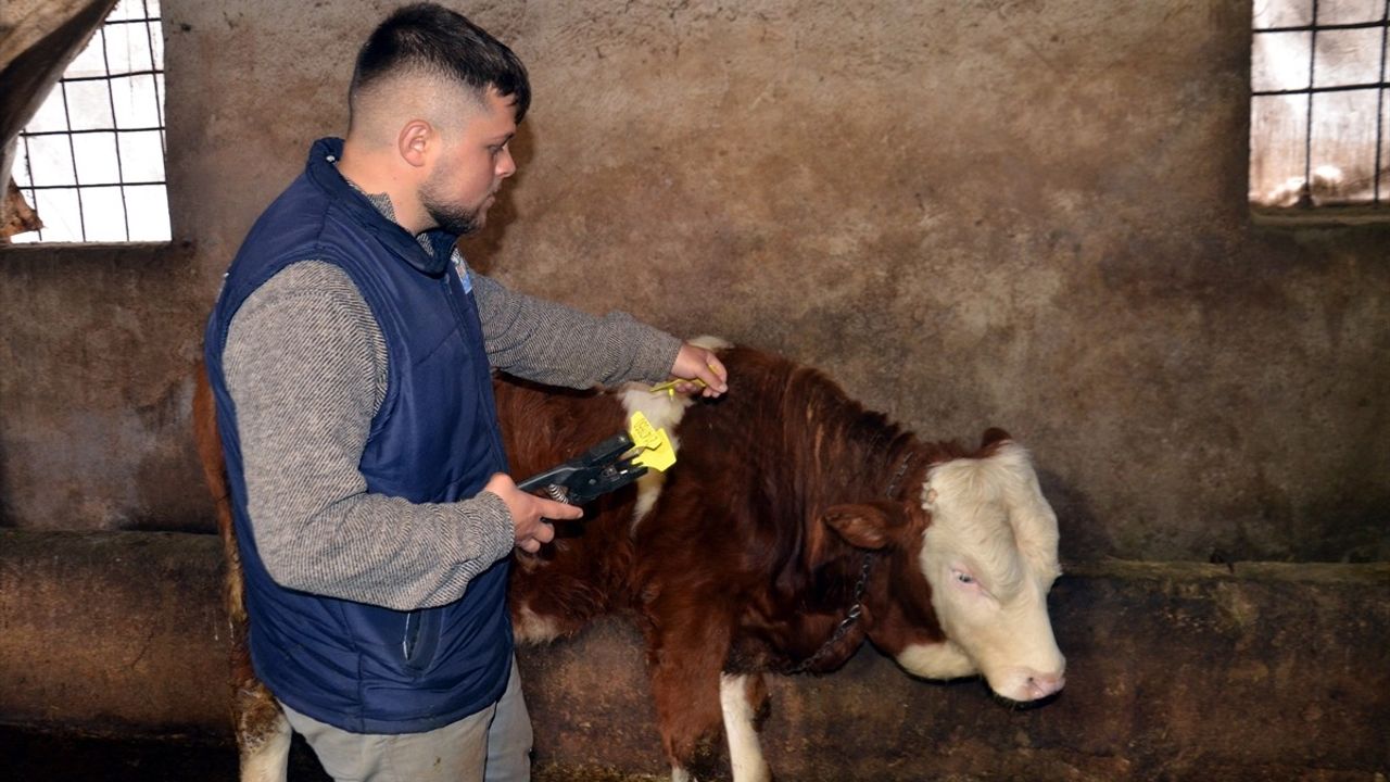 Muş'ta Buzağıların Ücretsiz Küpelenmesi İçin Çalışmalar Başladı
