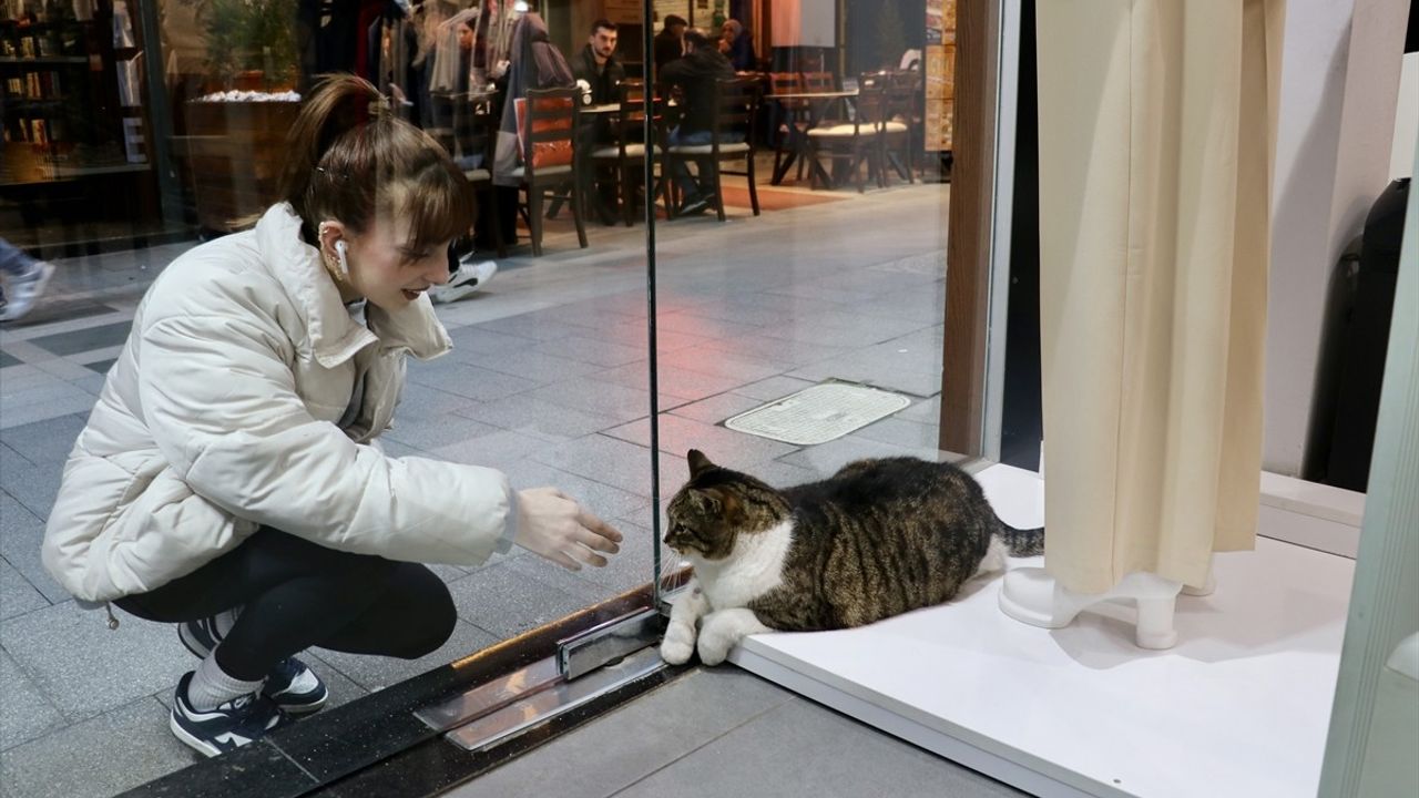 Obez Kedi Dombili, Trabzon'un Sokağında Sevgiyle Besleniyor