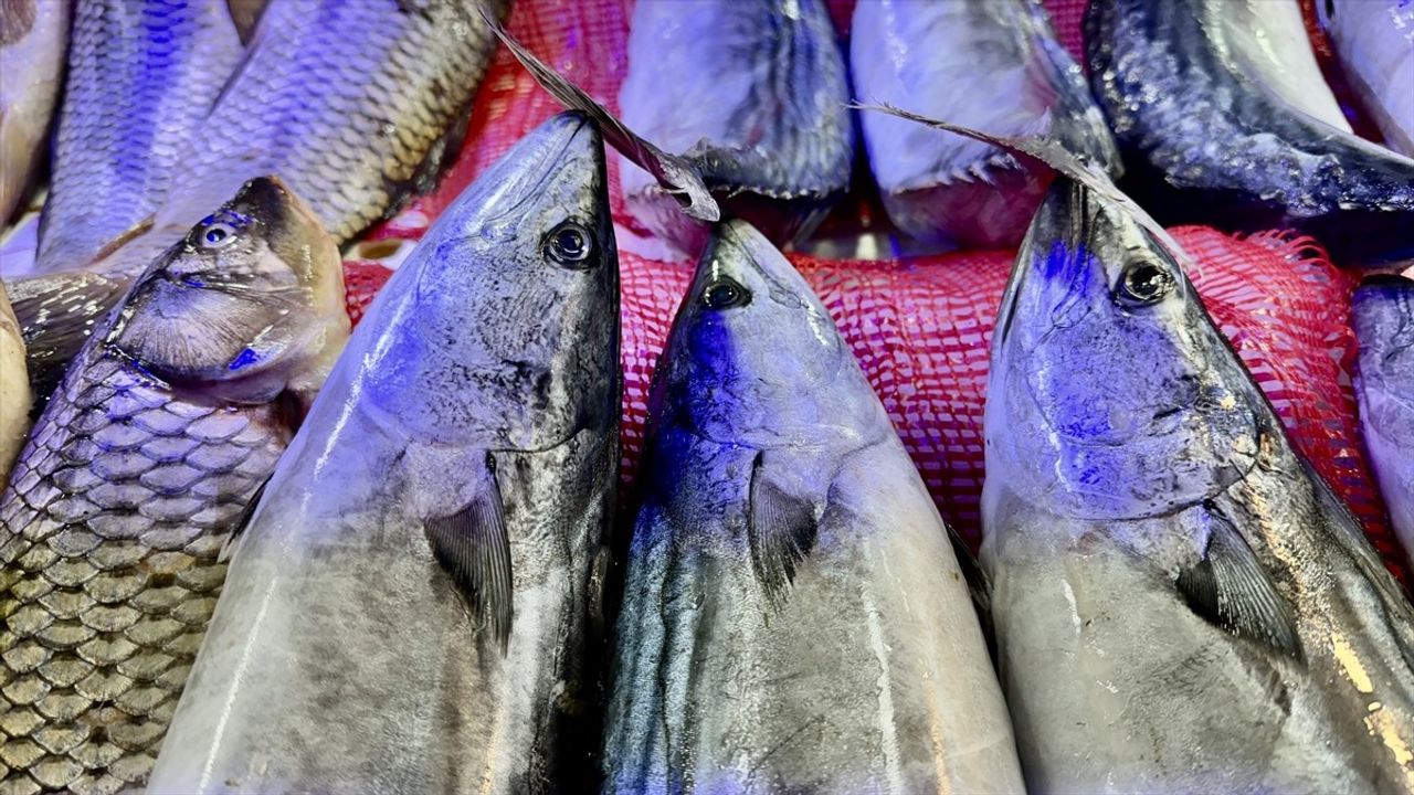 Samsun'da Av Yasağı Öncesi Balık Çeşitliliği Azalıyor