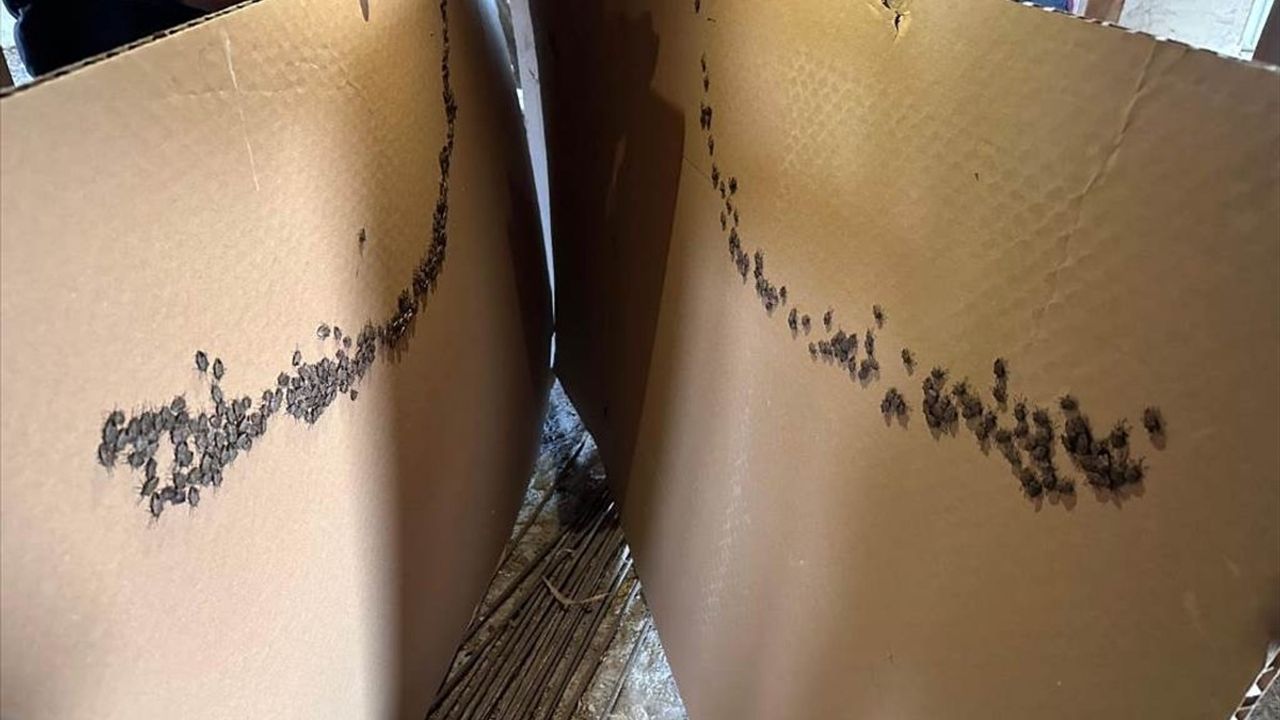 Samsun'da Kahverengi Kokarca ile Mücadele Devam Ediyor