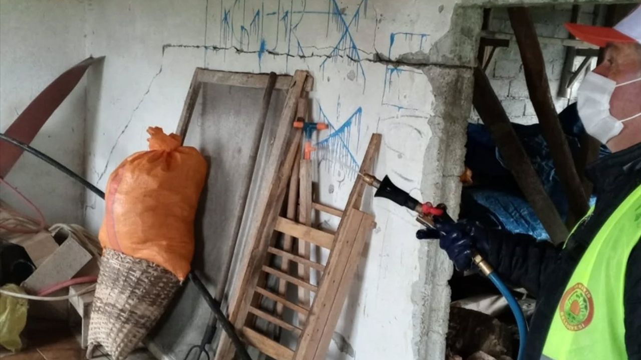 Samsun'da Kahverengi Kokarca Mücadelesi Devam Ediyor