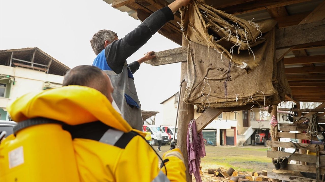 Samsun'da Kahverengi Kokarca Zararlısına Karşı İlaçlama Çalışmaları Başlatıldı
