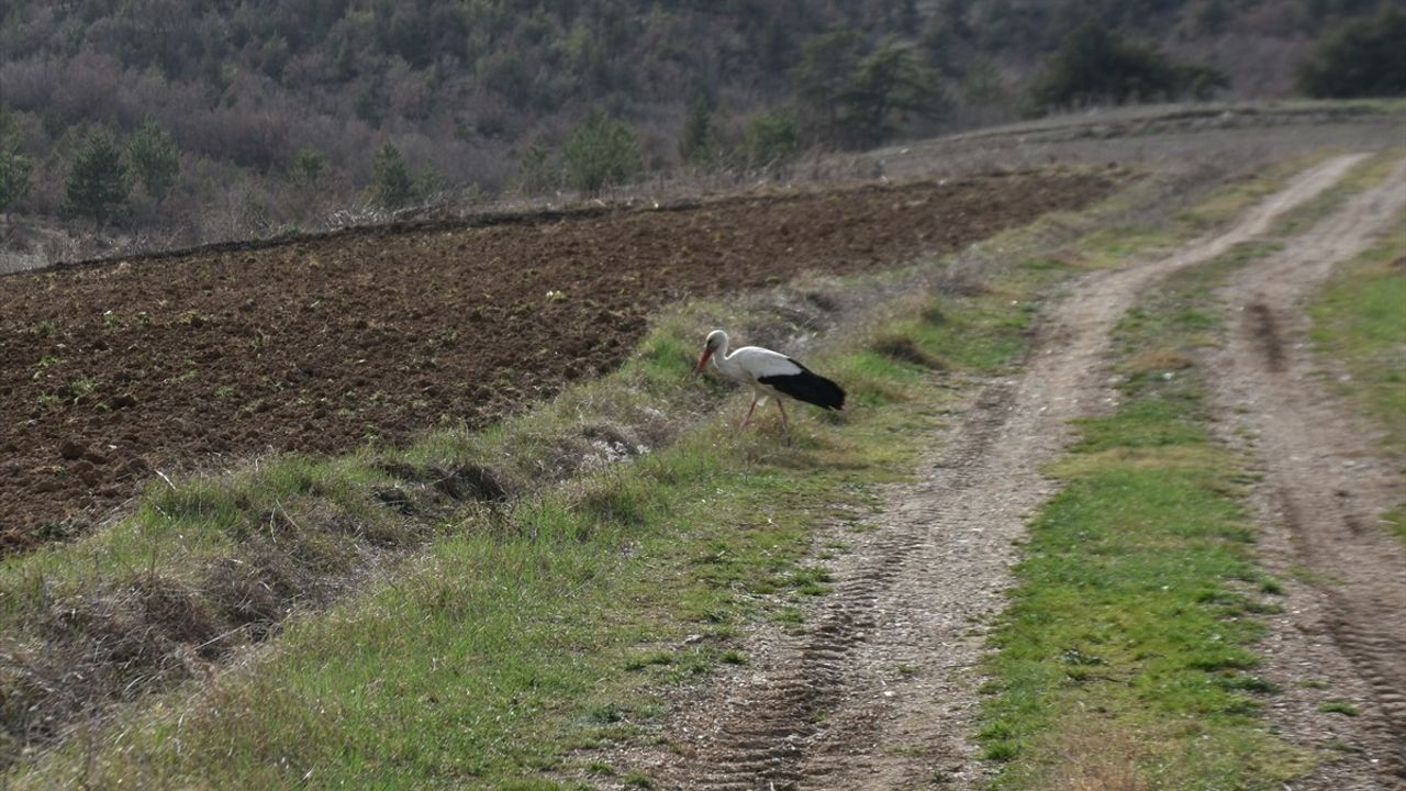 Sinop'un Cuma Ovası'nda Leyleklerin Dönüşü Başladı