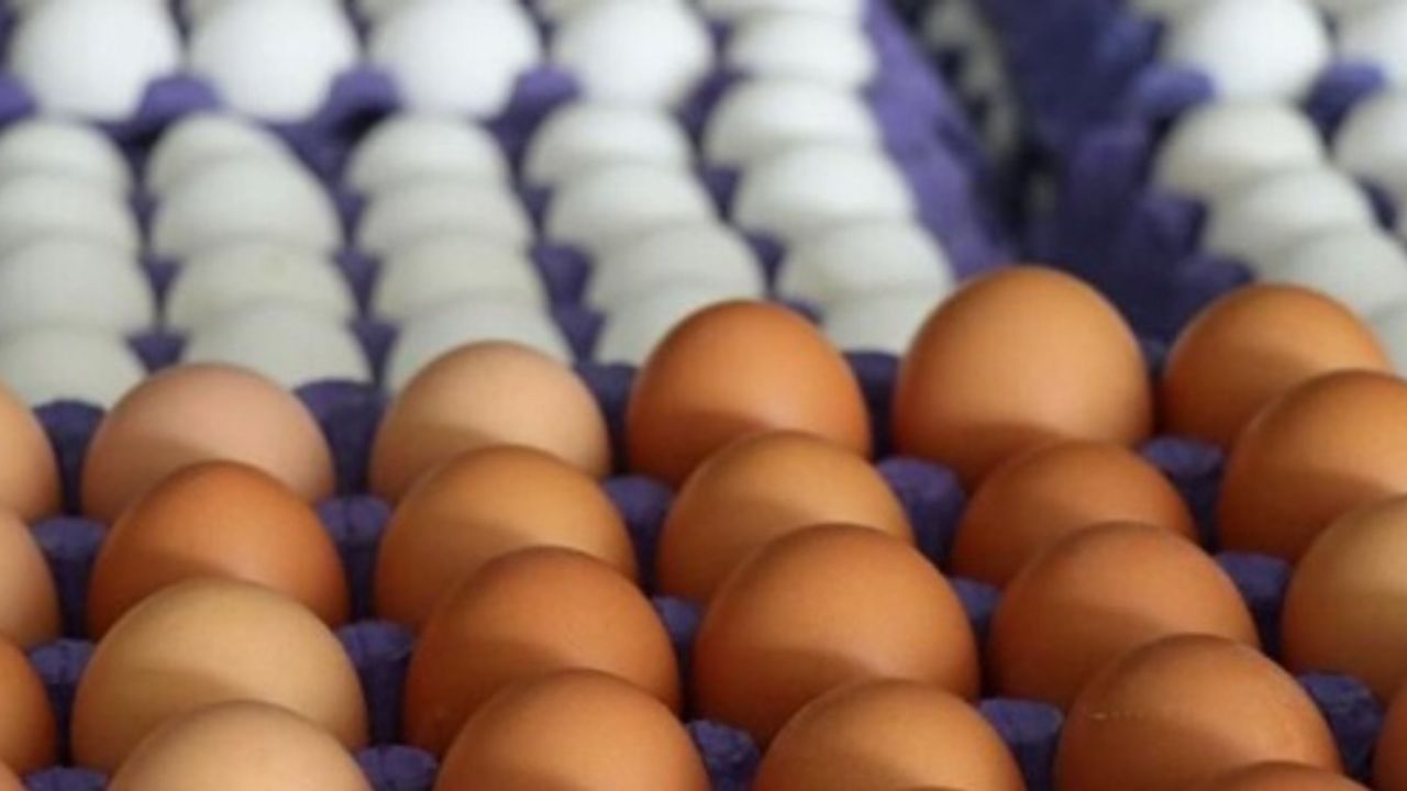 Sofralık Yumurta İhracatında Fiyat Artışı: Kilogram Başına 1,5 Dolar Kesinti