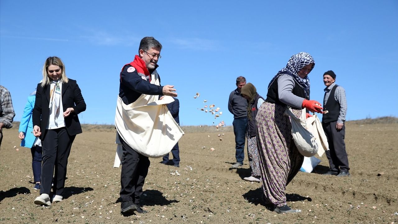 Tarım ve Orman Bakanı Yumaklı, Kastamonu'da Taşköprü Sarımsağı Ekimine Katıldı