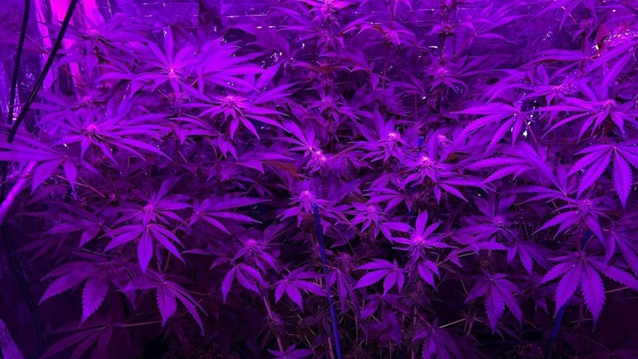 Tekirdağ'da İklimlendirme Sistemi ile Hint Keneviri Yetiştiren Zanlı Tutuklandı