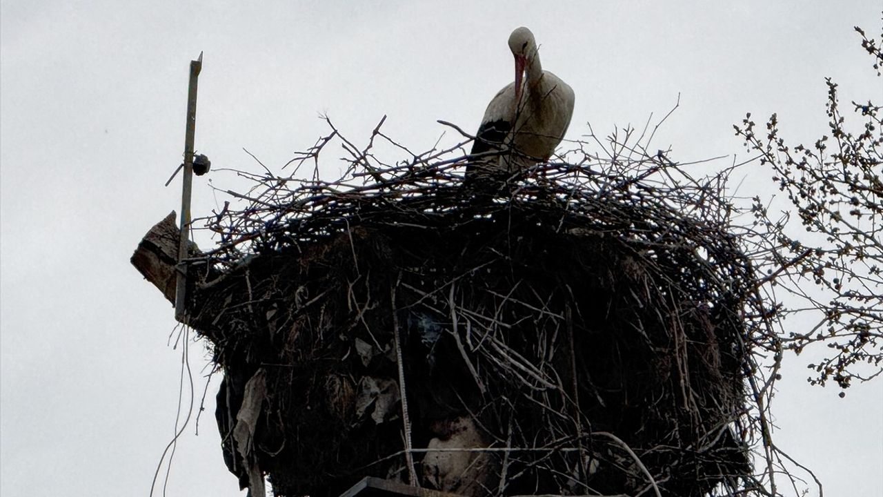 Tekirdağ'da Leylekler 'Leyla' ve 'Mecnun' Yuva Edindi