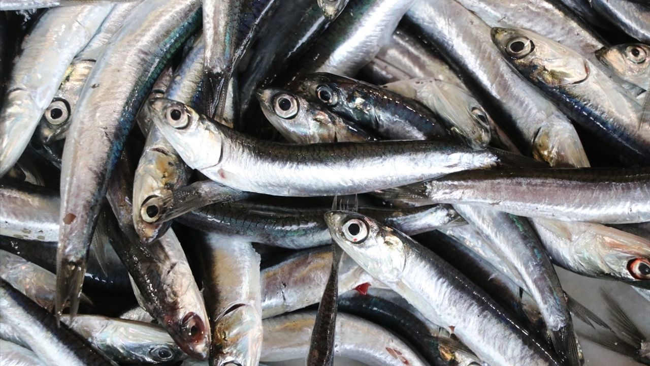 Tekirdağ'da Ramazan Ayında Hamsi İlgisi Artıyor