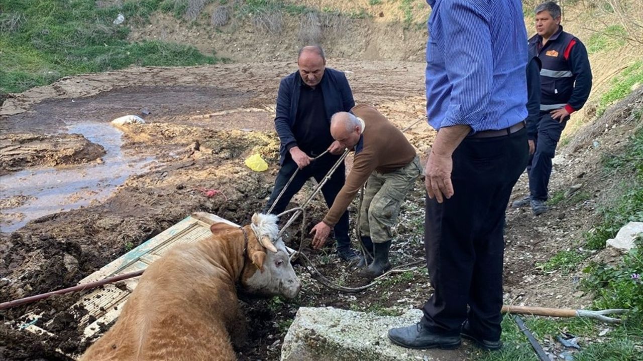 Tokat'ta İtfaiye Ekipleri, Gübreliğe Düşen Boğayı Kurtardı