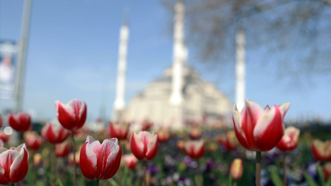 Trabzon'da İlkbahar Renk Cümbüşü: Şehir Çiçeklerle Süslendi