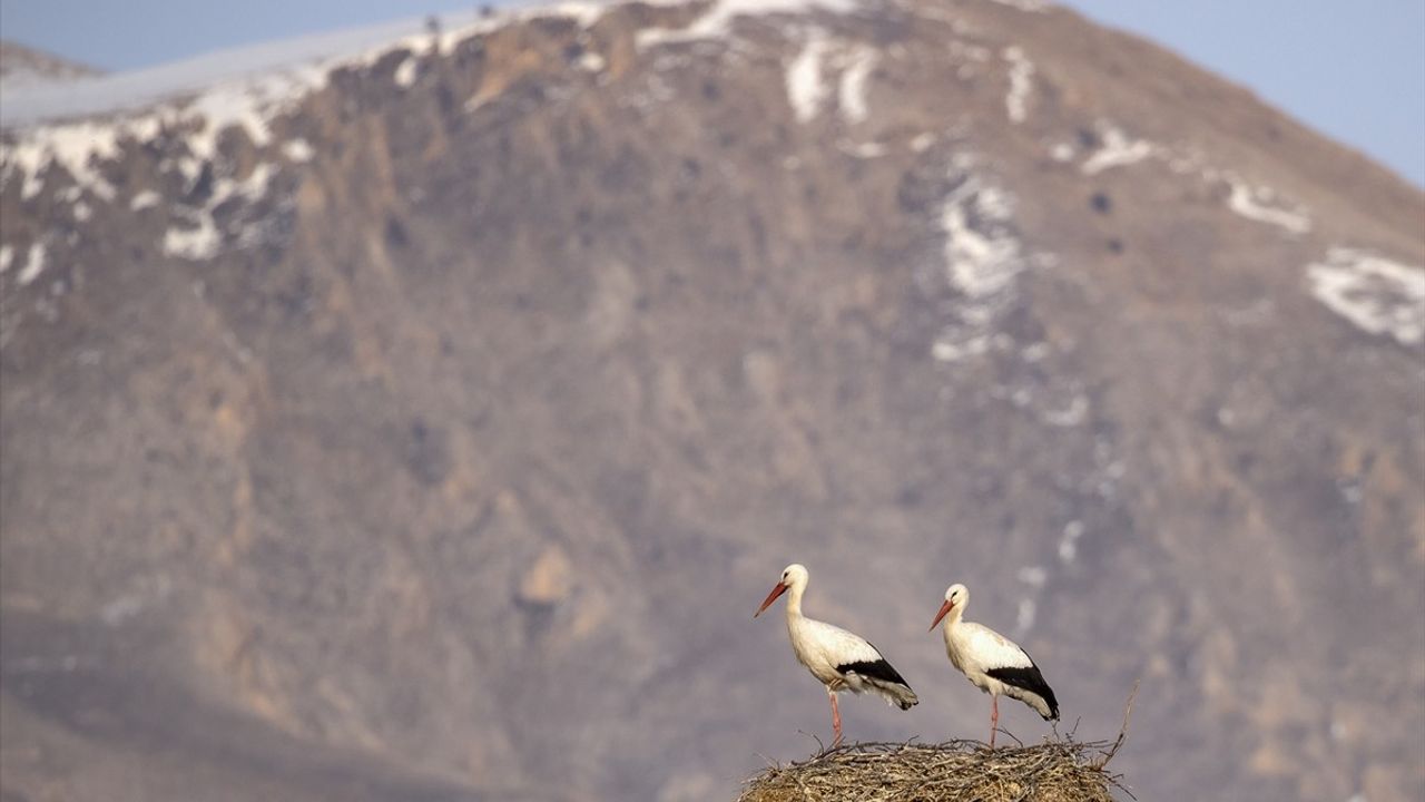 Tunceli'nin Pertek İlçesinde İki Leylek Altı Yıldır Göç Etmiyor