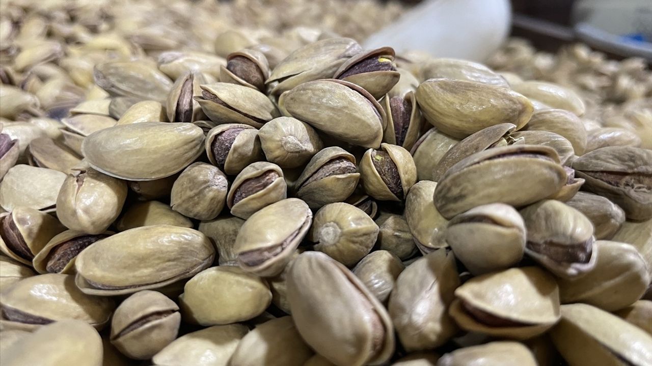 Türkiye Fıstık Üretiminde Tarihi Zirve: 383 Bin Ton