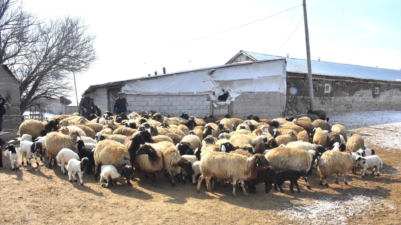 Van'da Çiftçi Süngerleme Yöntemi ile Kuzu Sayısını İki Katına Çıkardı
