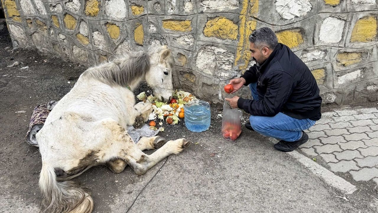 Van'ın Çatak İlçesinde Bitkin Halde Bulunan Katıra Müdahale Edildi