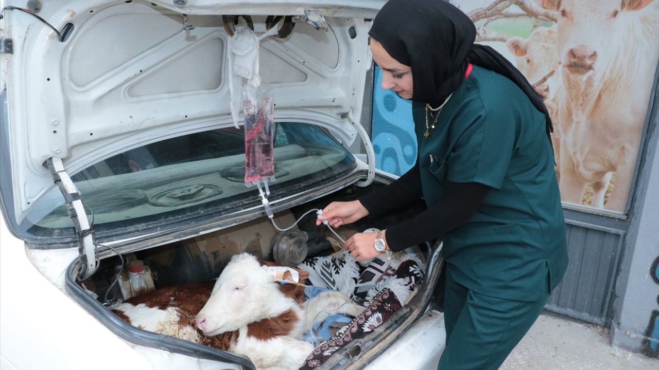 Yozgat'ta Hastalanan Buzağı Otomobille Veterinere Taşındı