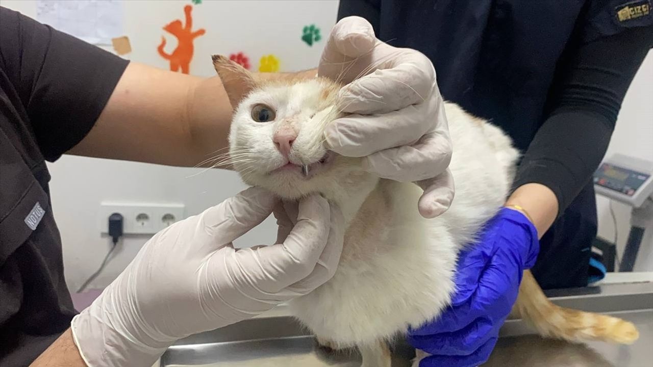 Zonguldak'ta Yaralı Kedinin Diş Tedavisi: Metal Kaplama Uygulandı