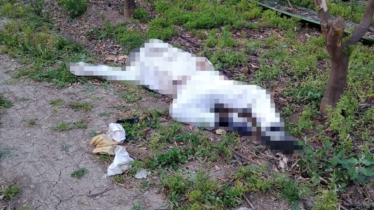 Adana'da Arı Sokması Sonucu Bir Kişi Hayatını Kaybetti