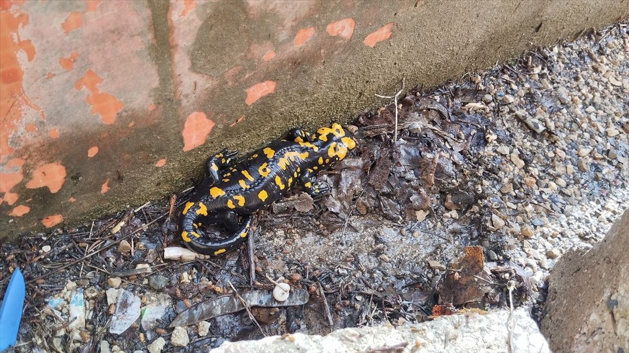 Adana'da Nesli Tehlike Altındaki Sarı Benekli Semender Tespit Edildi