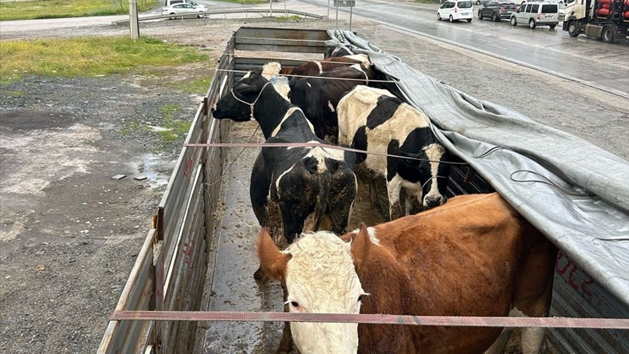 Aksaray'da Hayvan Hırsızlığı Nedeniyle 2 Şüpheli Tutuklandı