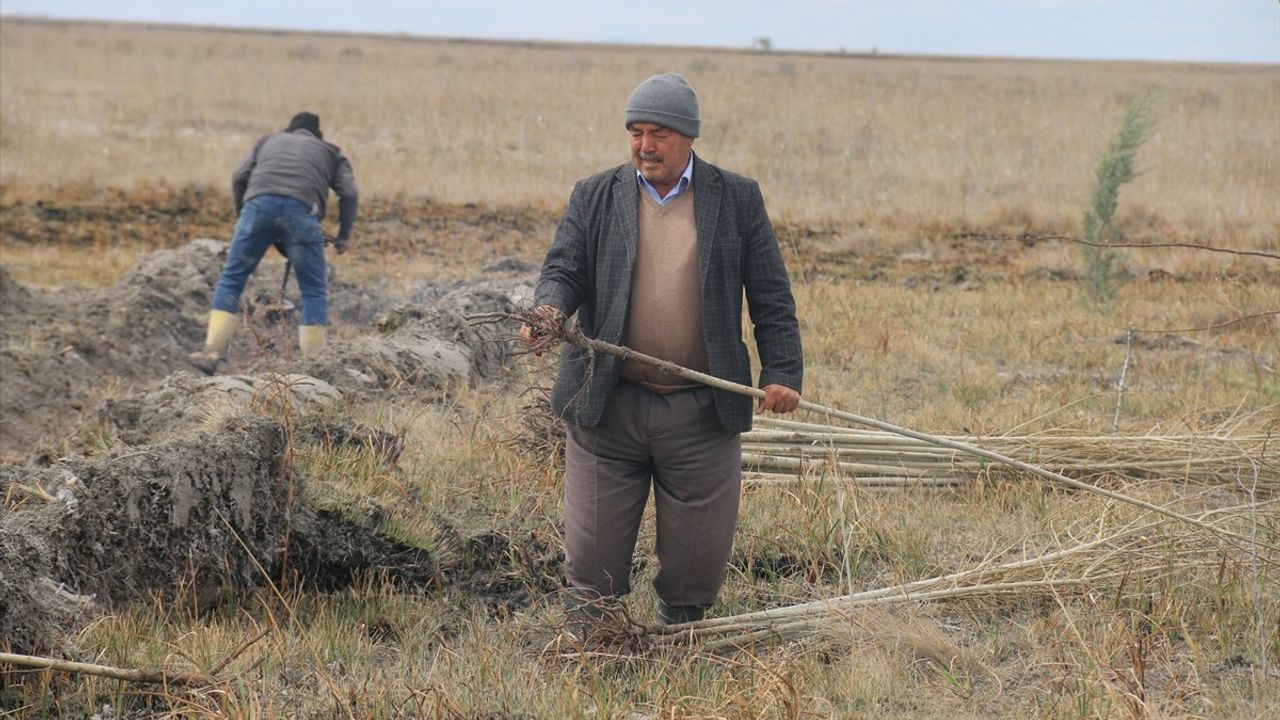 Aksaray'da Tuz Gölü'ne 5 Bin Fidan Dikildi
