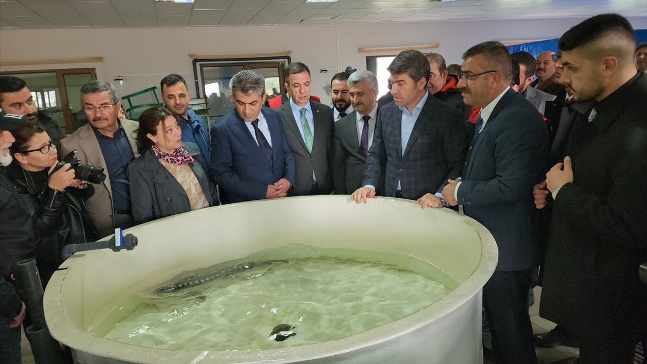 Amasya'da İlk Mersin Balığı Sağımı ve Havyar Üretimi Gerçekleştirildi