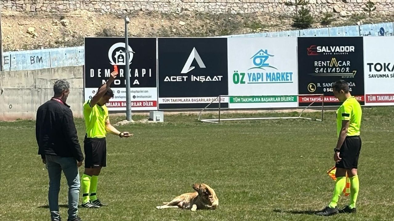 Amatör Maçta Hakem, Sahaya Giren Köpeğe Kırmızı Kart Gösterdi