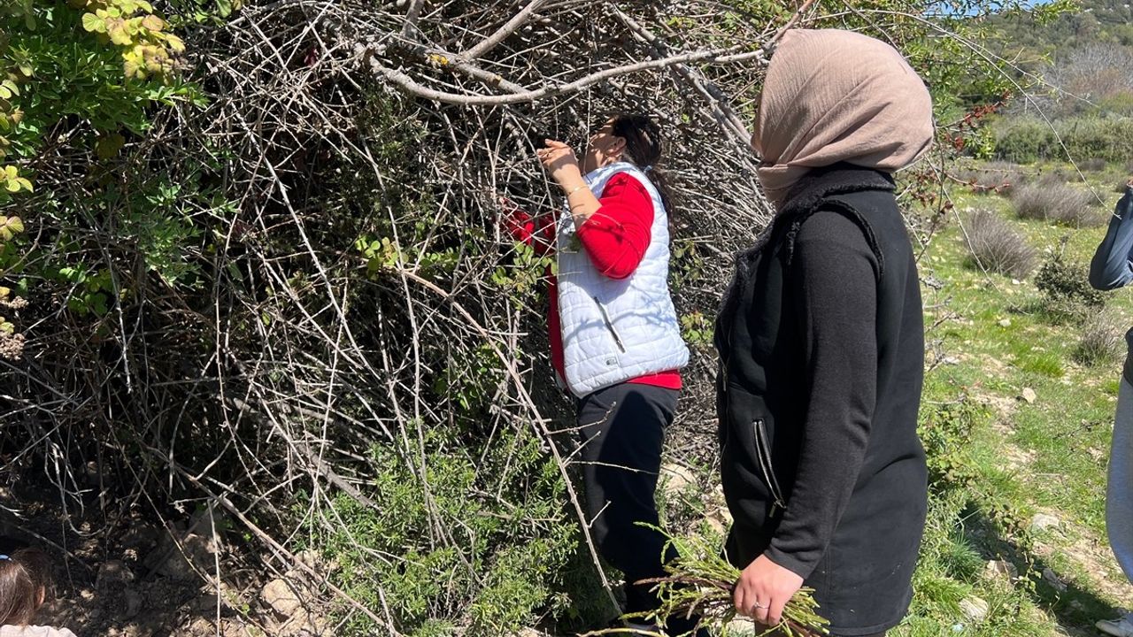 Antalya'nın Dağlarındaki Yabani Kuşkonmaz, Yerel Ekonomiye Katkı Sağlıyor