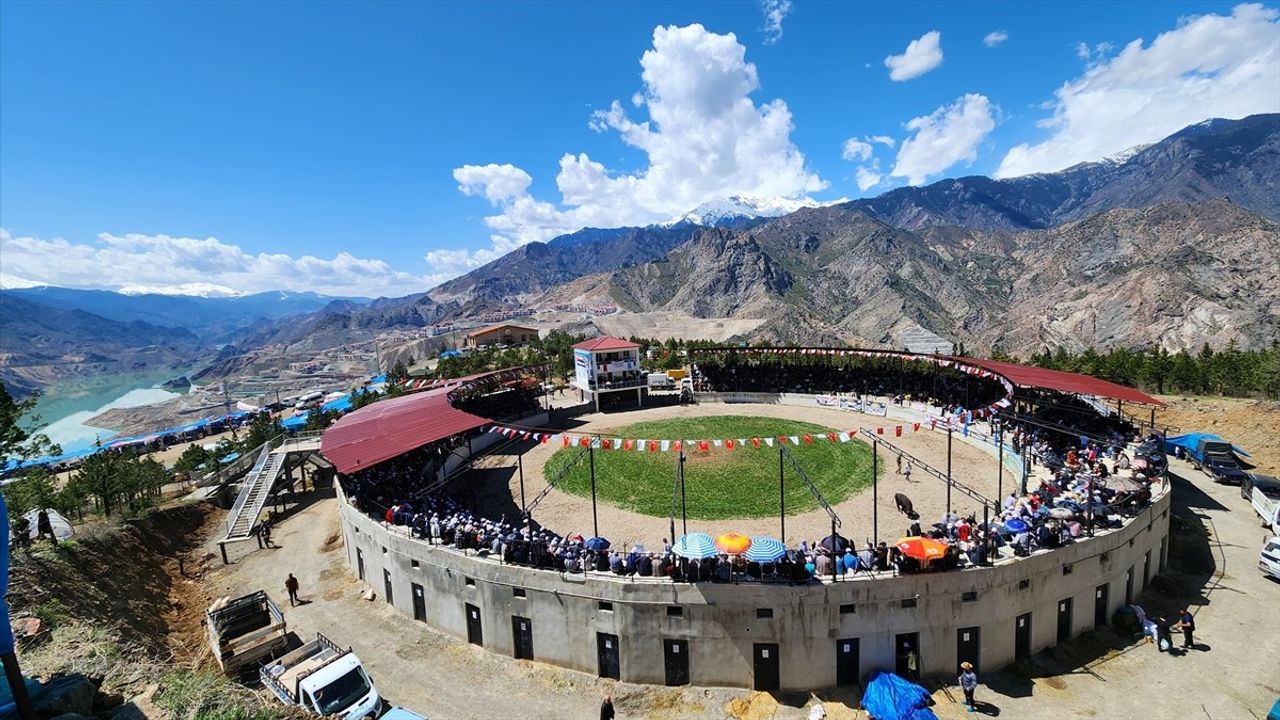 Artvin'de Boğa Güreşleri Sırasında Sahibi Yaralandı