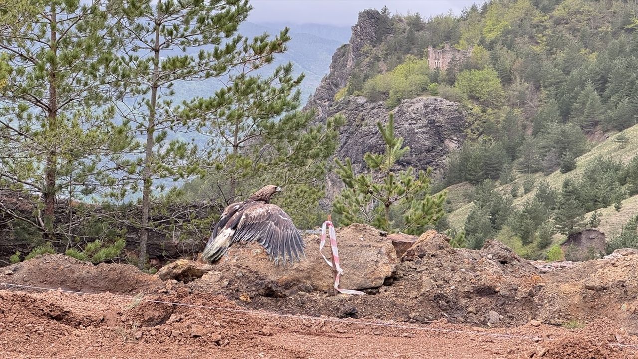 Artvin'de Tedavi Edilen Kaya Kartalı Doğaya Salındı