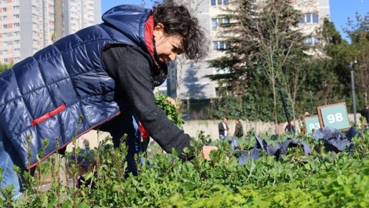 Ataşehir Belediyesi, 'Kent Bostanları' Projesi ile İstanbullulara Ücretsiz Tarım Fırsatı Sunuyor
