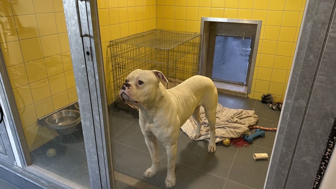 Avrupa'da Sahipsiz Hayvanların Yönetimi: Hollanda Örneği