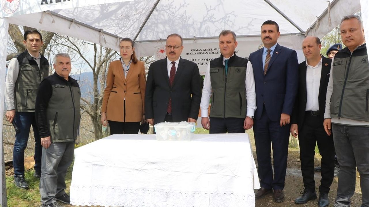 Aydın'da Kestane Gal Arısına Karşı Biyolojik Mücadele Başlatıldı
