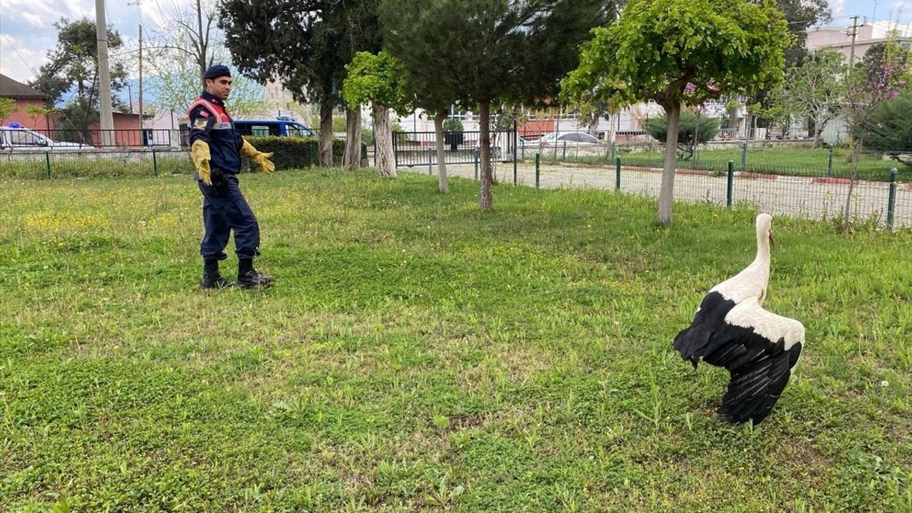 Aydın'da Yaralı Leylek Jandarma Ekipleri Tarafından Kurtarıldı