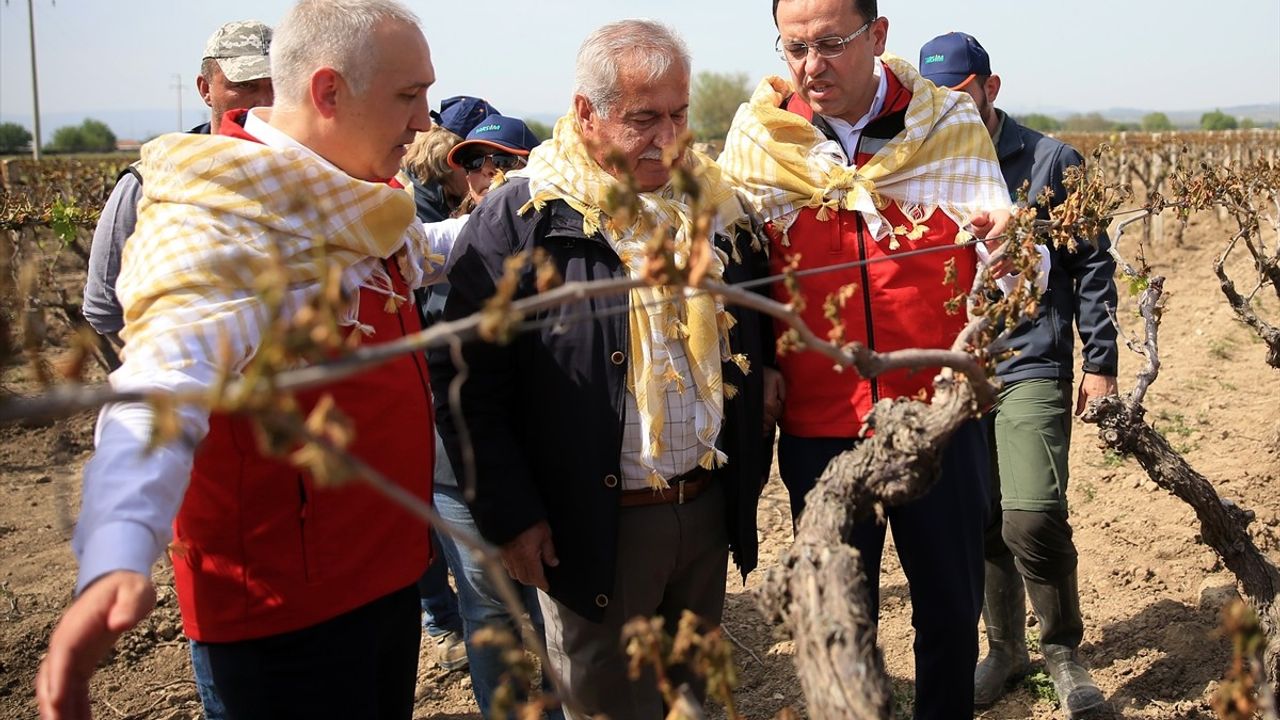 Bakan Yardımcısı Gizligider, Manisa'daki Üzüm Bağlarını İnceledi