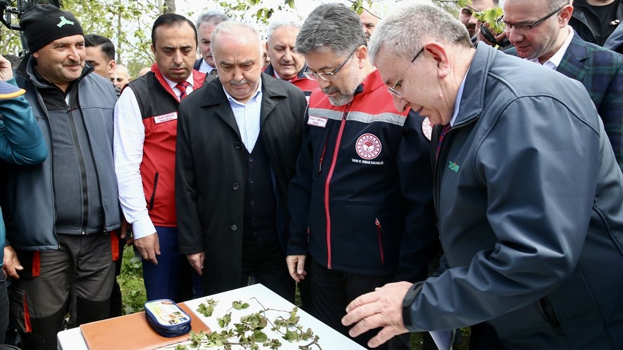 Bakan Yumaklı'dan Giresun'da Zirai Don Açıklamaları: 34 İlde 16 Ürün Etkilendi