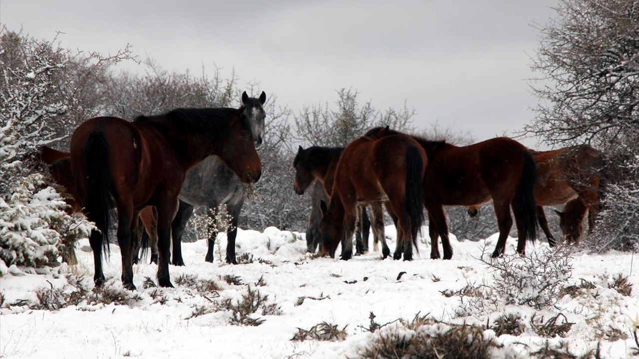 Beypazarı'nda Yılkı Atları Kardan Etkilendi