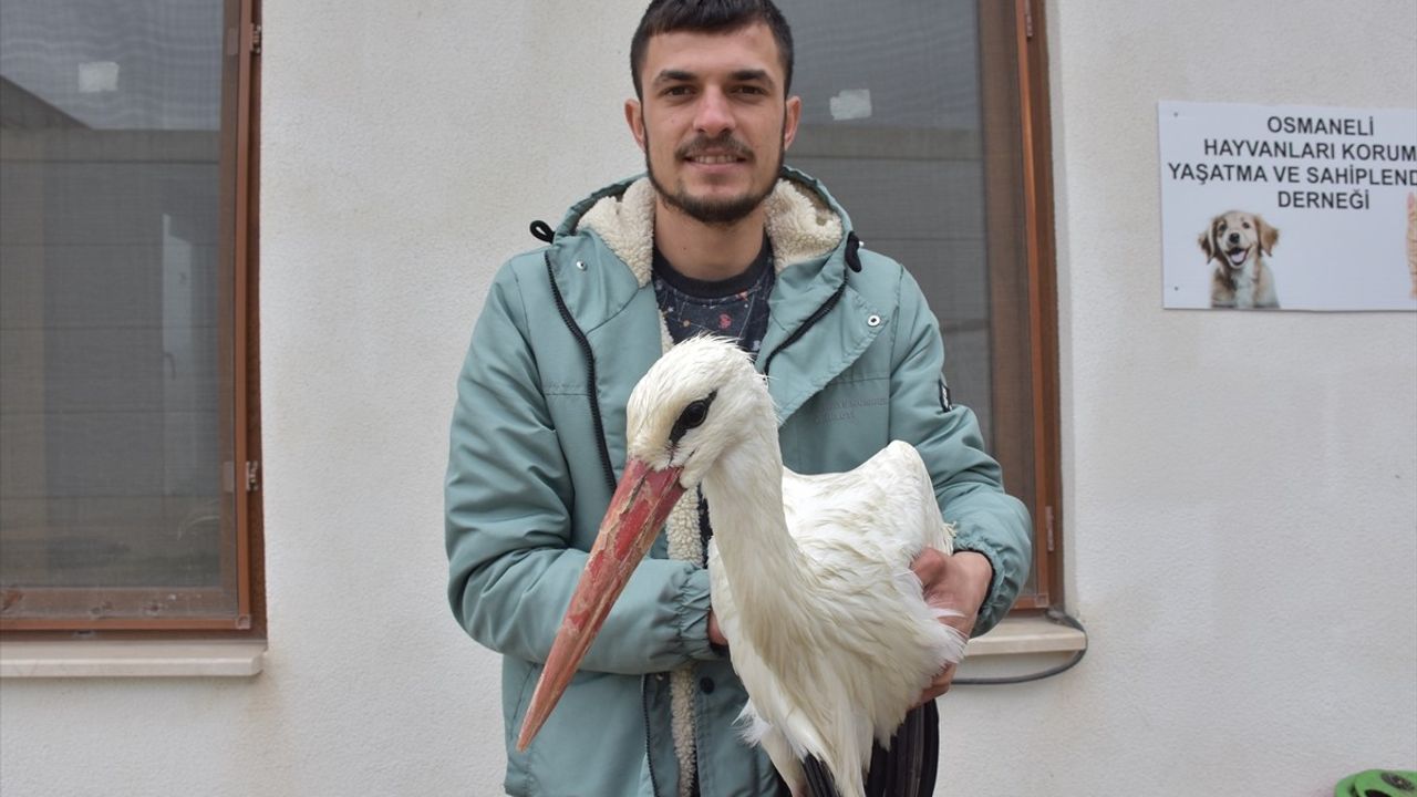 Bilecik'te Elektrik Tellerine Çarpan Leylek Tedavi Altına Alındı