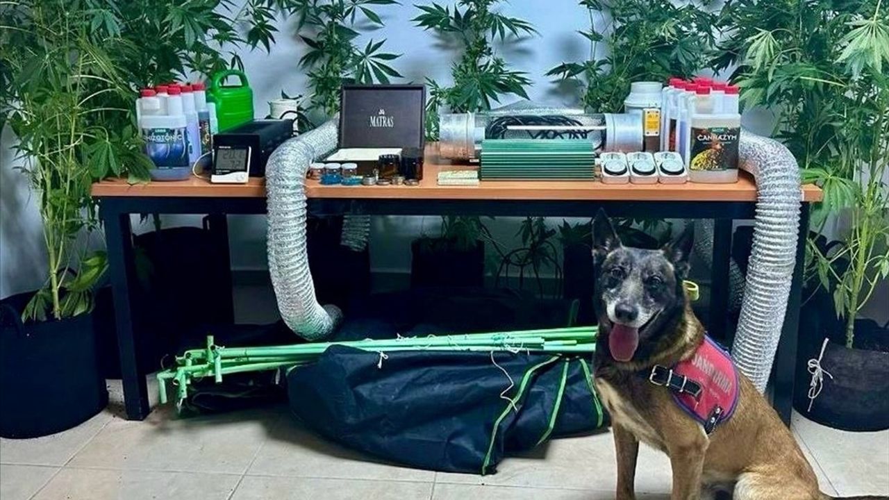 Bodrum'da Kenevir Yetiştiriciliği Operasyonu: Bir Zanlı Gözaltına Alındı