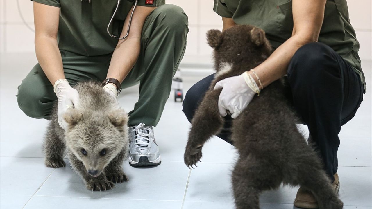 Bursa'daki Ayı Yavruları, Yaban Hayvanı Barınağının Yeni Maskotu Oldu