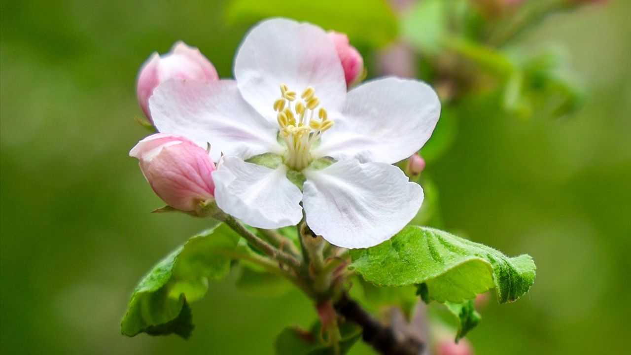 Çam Dağı'nda Bahar Renkleri Doğayı Canlandırıyor
