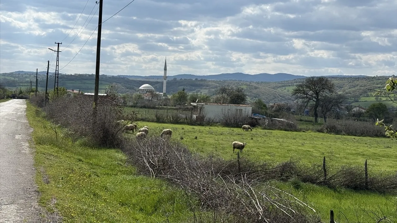 Çanakkale'nin Çan İlçesinde Şap Hastalığı Nedeniyle Karantina Uygulaması Başlatıldı