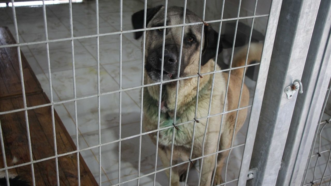 Depremde Kahraman Olan Proteo'nun İsmi Yaşatılıyor: Rehabilitasyon Merkezi Hayvanlara Şifa Dağıtıyor